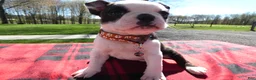 Boston Terrier dogs for sale: Boston Terrier Puppy 8 Molly - Ad 3