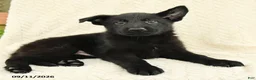 German Shepherd dogs for sale: Baker - Ad 3
