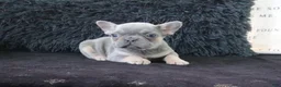 French Bulldog dogs for sale: Joy - Ad 5