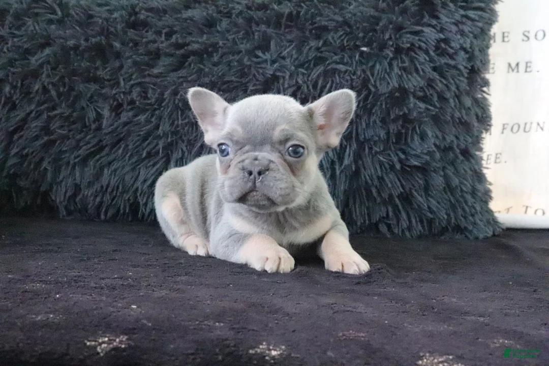 French Bulldog dogs for sale: Joy - Ad 5