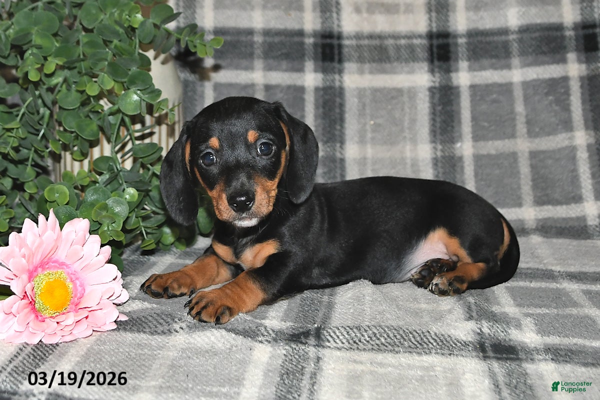 Miniature Dachshund dogs Clyde - Ad 2