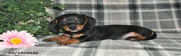 Miniature Dachshund dogs for sale: Clyde - Ad 2