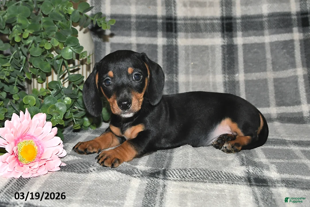 Miniature Dachshund dogs for sale: Clyde - Ad 2