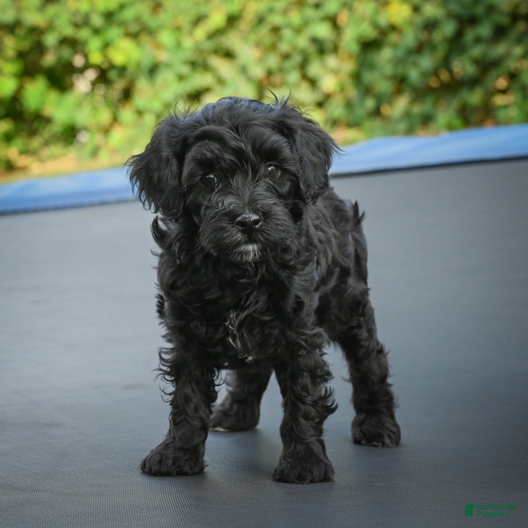 Miniature Poodle dogs for sale: Pete - Ad 2