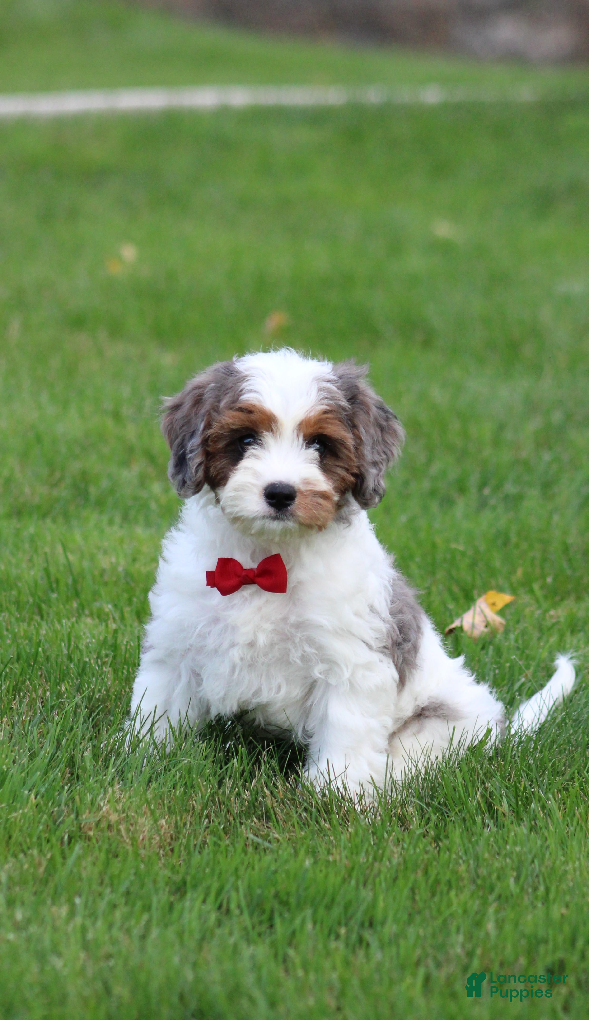 Cavapoo dogs Flynn - Ad 1