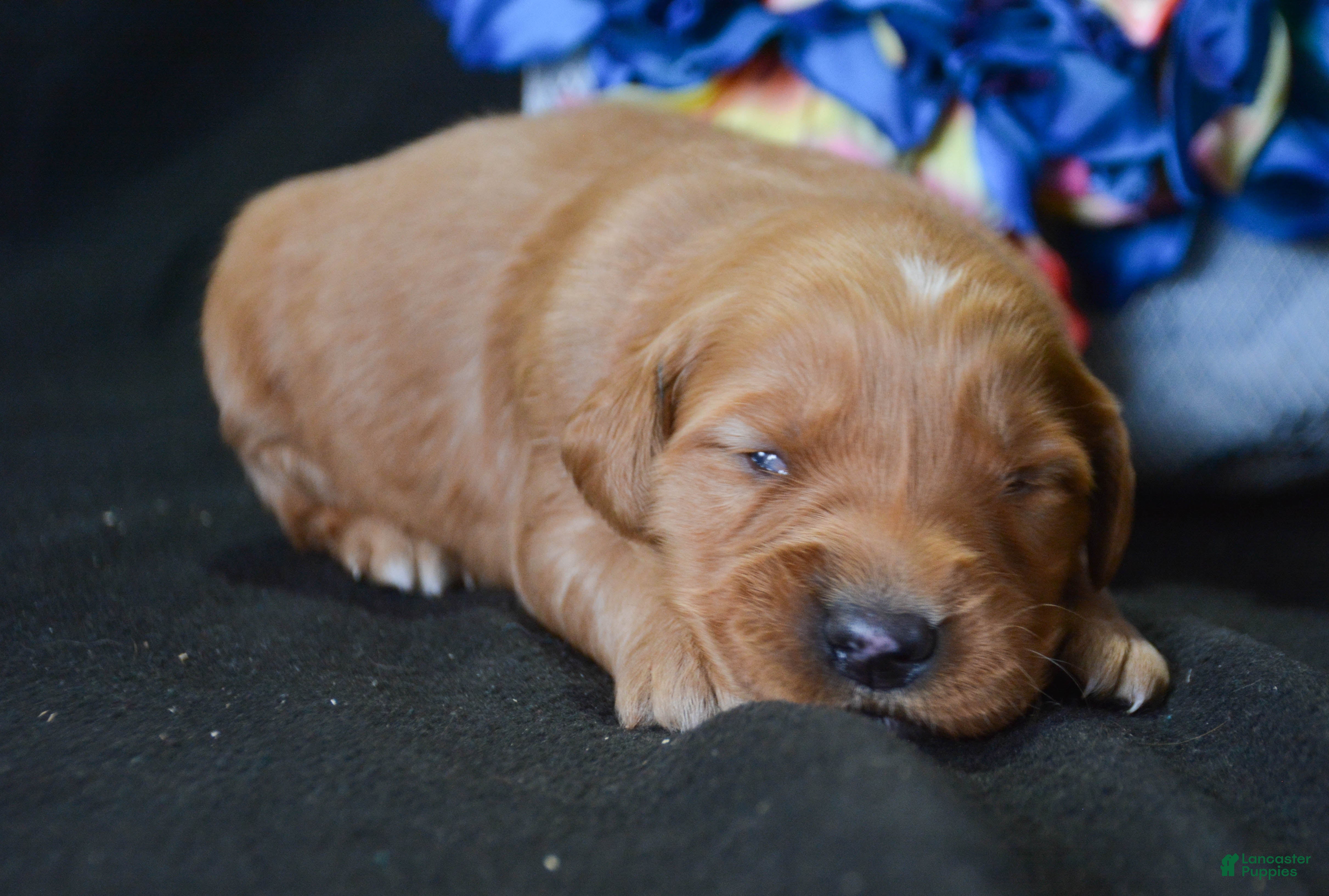 Golden Retriever dogs Golden Retriever Puppy 3 Gage - Ad 32