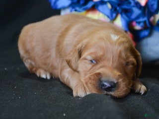 Golden Retriever dogs Golden Retriever Puppy 3 Gage - Ad 32