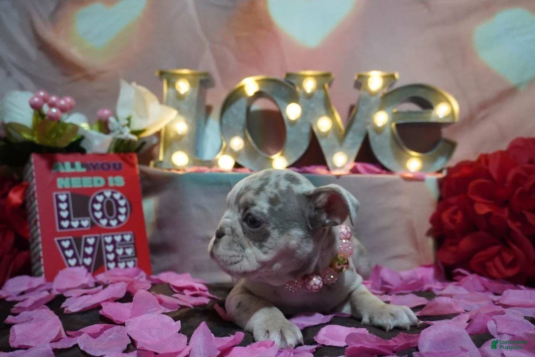 English Bulldog dogs for sale: English Bulldog Puppy 4 - Ad 5