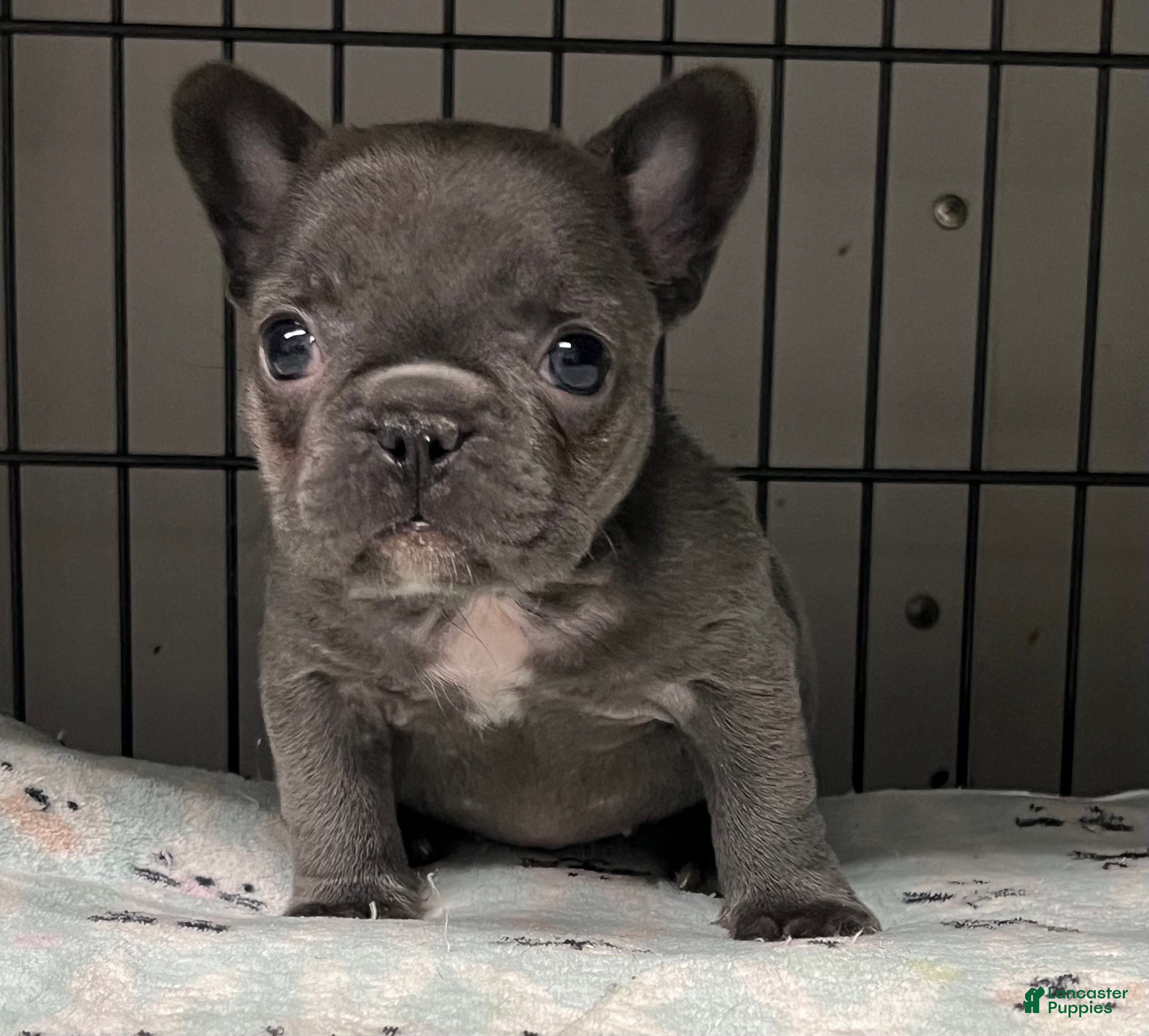 French Bulldog dogs Emorie - Ad 2