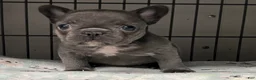 French Bulldog dogs for sale: Emorie - Ad 2