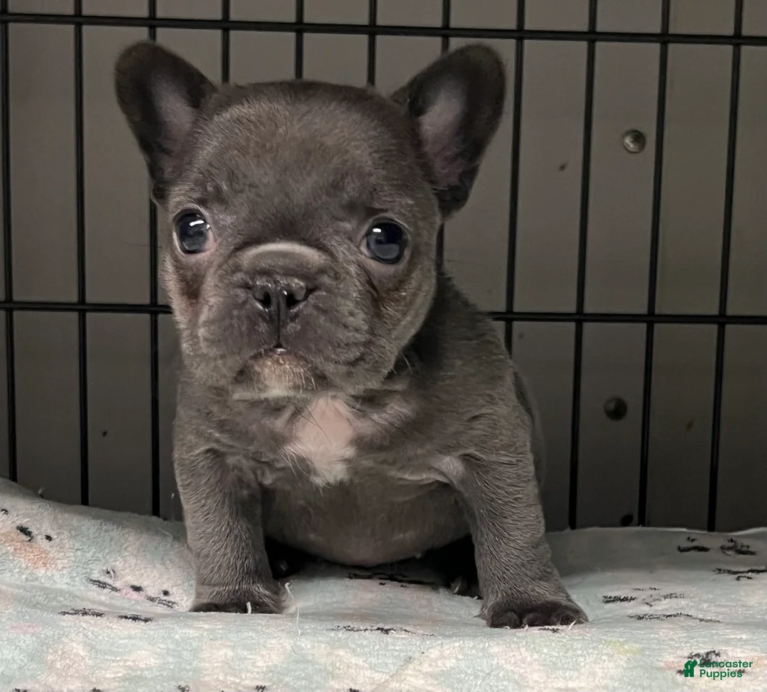 French Bulldog dogs for sale: Emorie - Ad 2