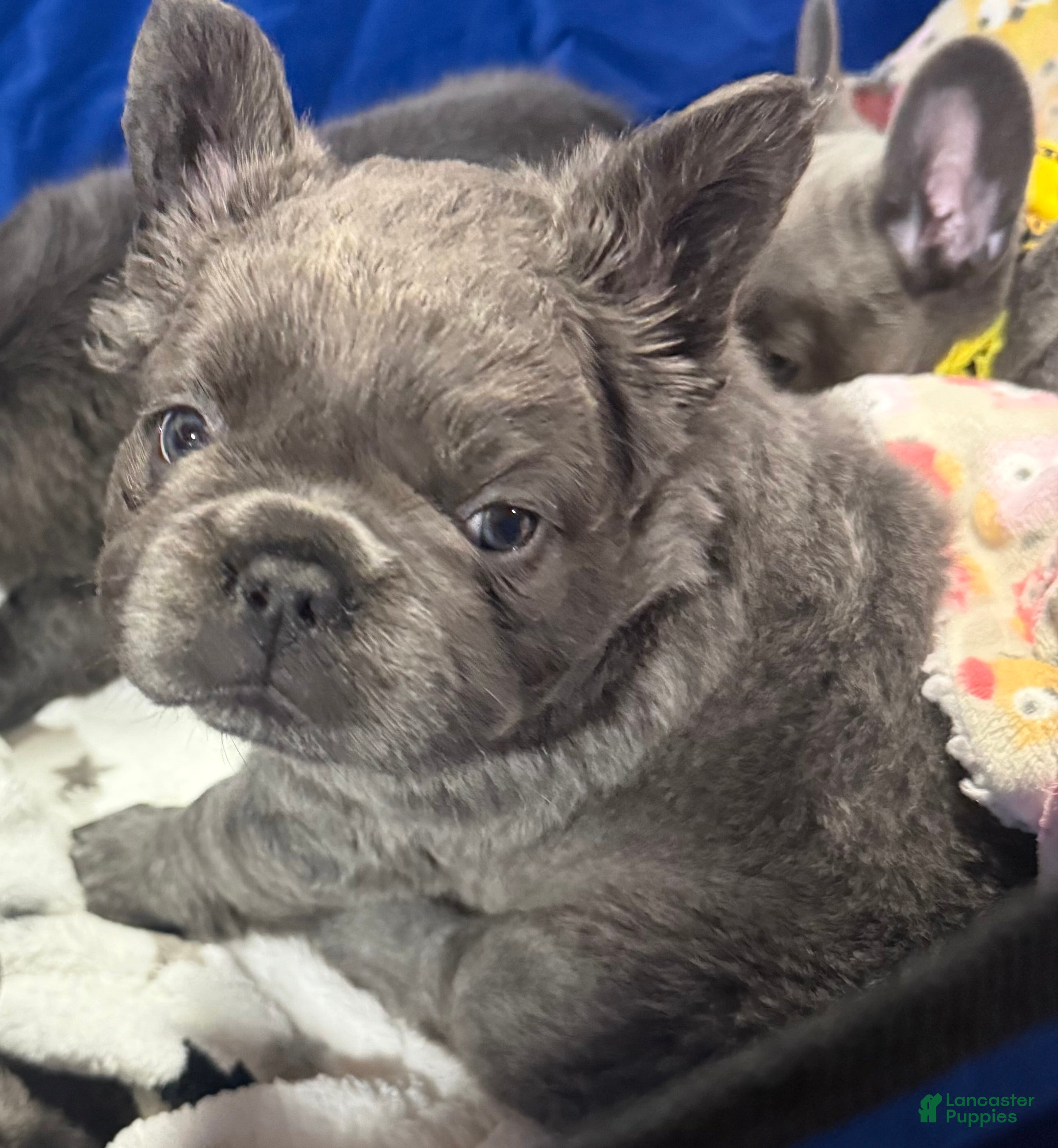 French Bulldog dogs French Bulldog Puppy 1 - Ad 1