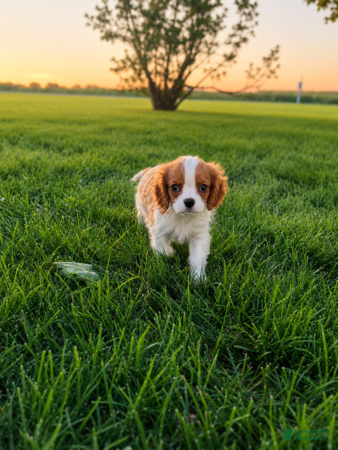 Cavalier King Charles Spaniel dogs Liam Cavalier King Charles Spaniel Puppy  - Ad 1