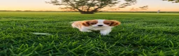 Cavalier King Charles Spaniel dogs for sale: Liam Cavalier King Charles Spaniel Puppy  - Ad 10