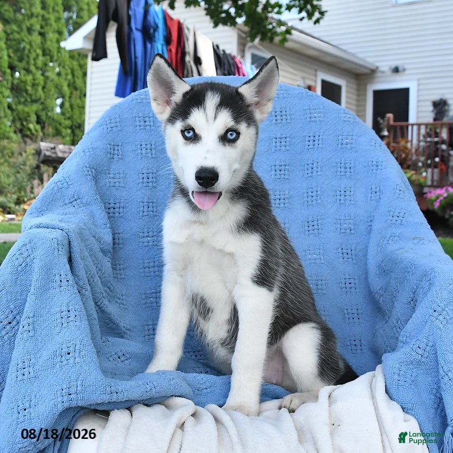 Siberian Husky dogs Bella   - Ad 1