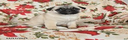 Pug dogs for sale: Diamond - Ad 1