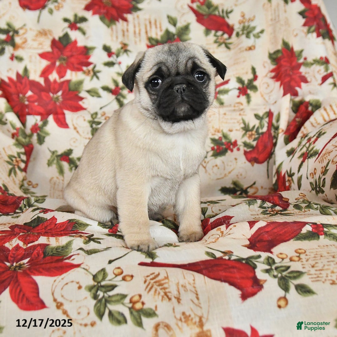 Pug dogs for sale: Diamond - Ad 1