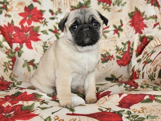 Pug dogs Diamond - Ad 40