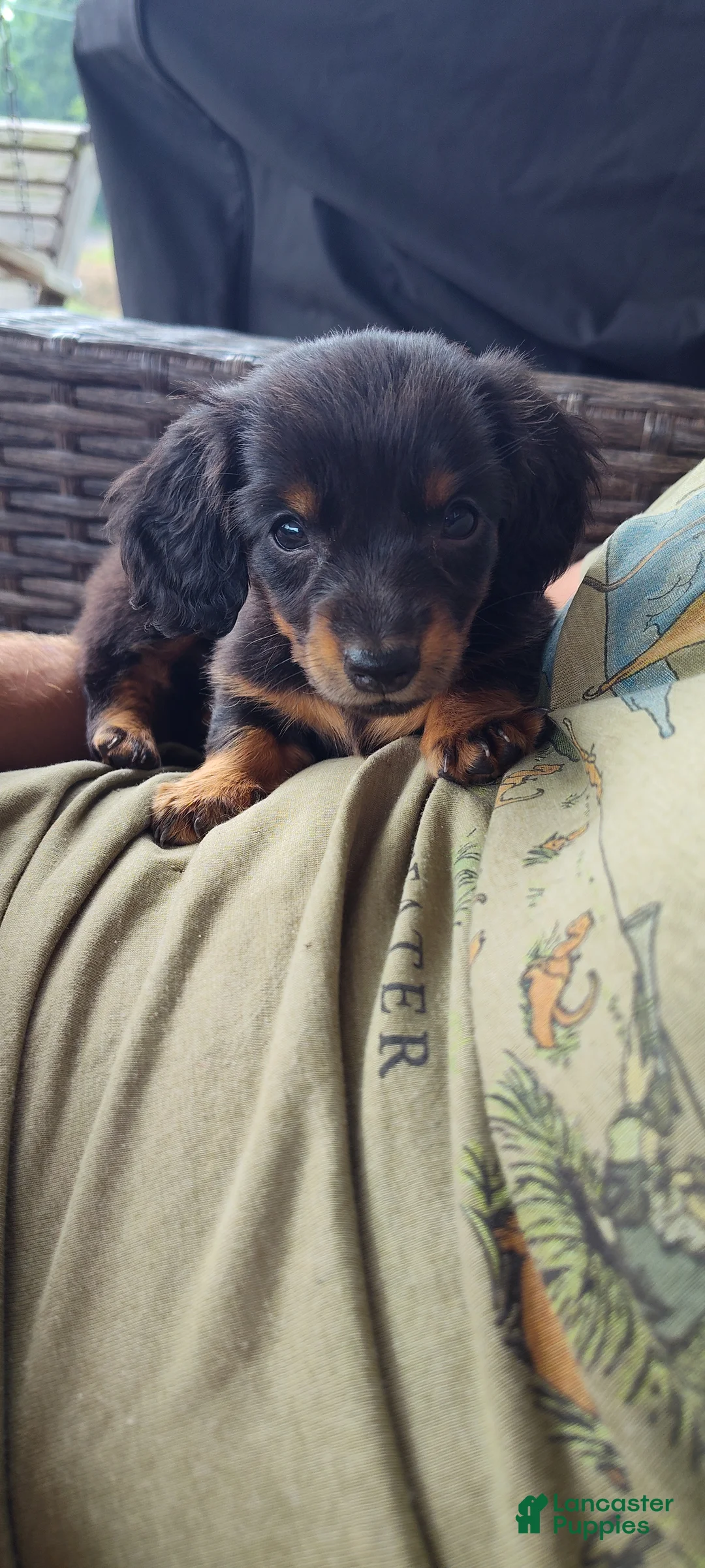 Miniature Dachshund dogs for sale: Fern - Ad 2
