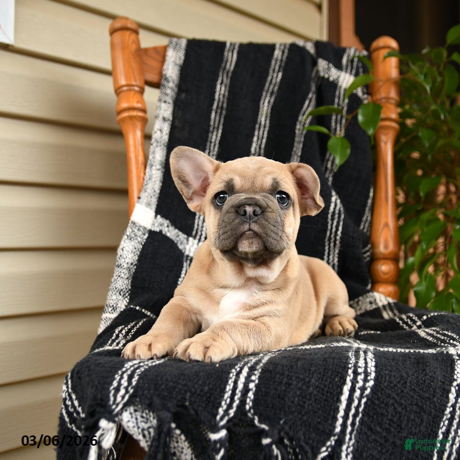 French Bulldog dogs Elvis - Ad 2