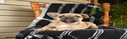 French Bulldog dogs for sale: Elvis - Ad 2