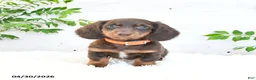 Miniature Dachshund dogs for sale: Manny - Ad 5