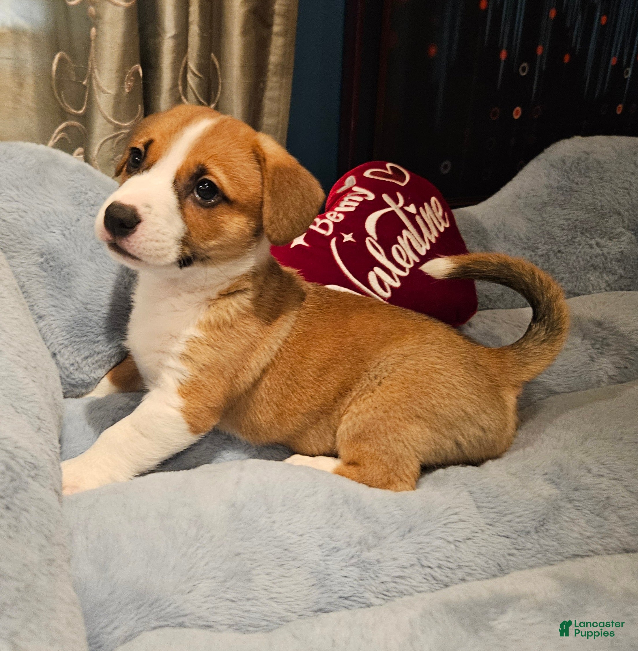 Mixed Breed dogs Indiana Jones - Ad 1