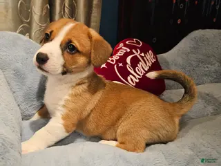 Mixed Breed dogs Indiana Jones - Ad 1