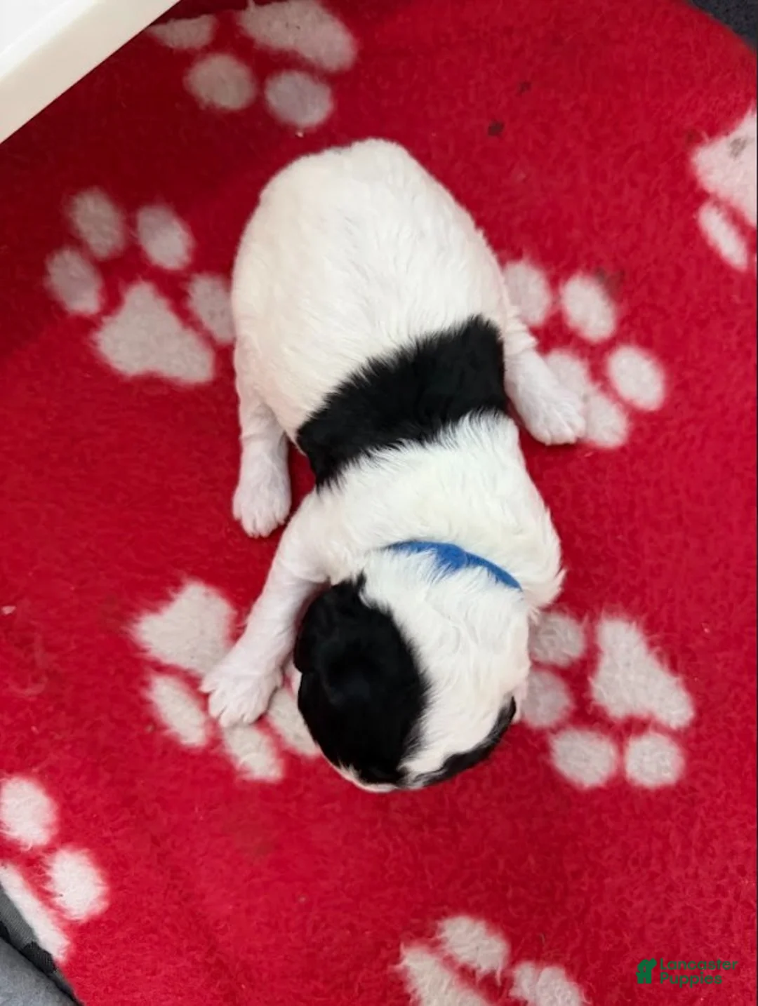 Miniature Poodle dogs for sale: Miniature Poodle Blue - Ad 2