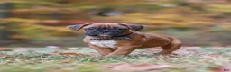Boxer dogs for sale: Hudson - Ad 10