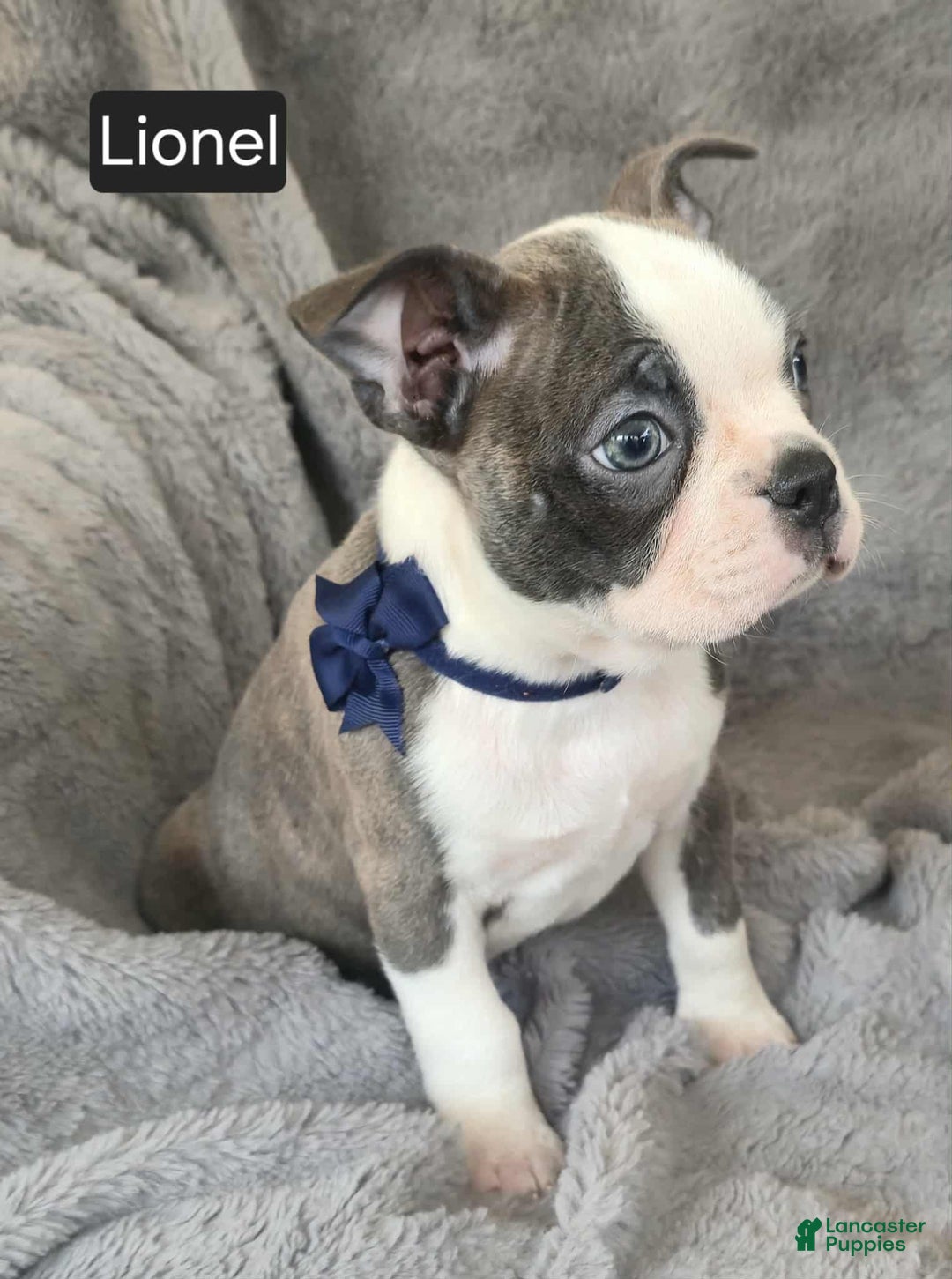 Boston Terrier dogs for sale: Lionel - Ad 10