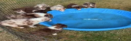 Australian Shepherd dogs for sale: Moth - Ad 8