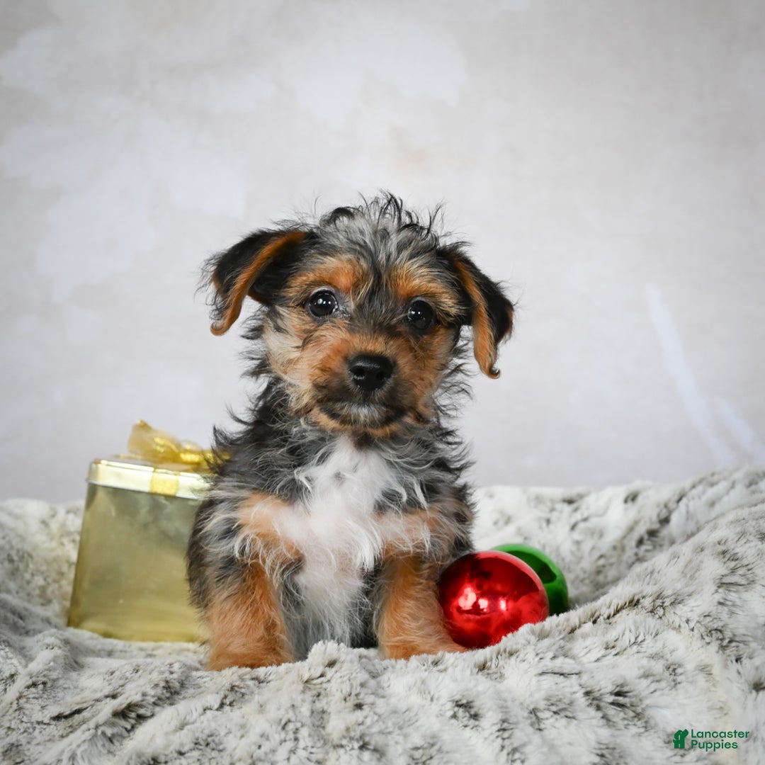 Yorkshire Terrier dogs for sale: Jerry - Ad 3