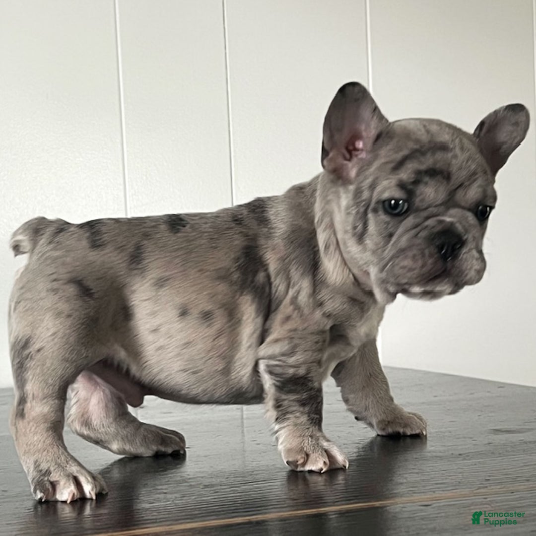 French Bulldog dogs for sale: Oscar - Ad 14