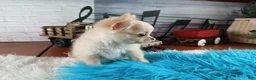 Chihuahua dogs for sale: Applehead boy Hand Delivery  - Ad 9