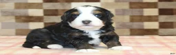 Mini Bernedoodle dogs for sale: Rudy - Ad 1