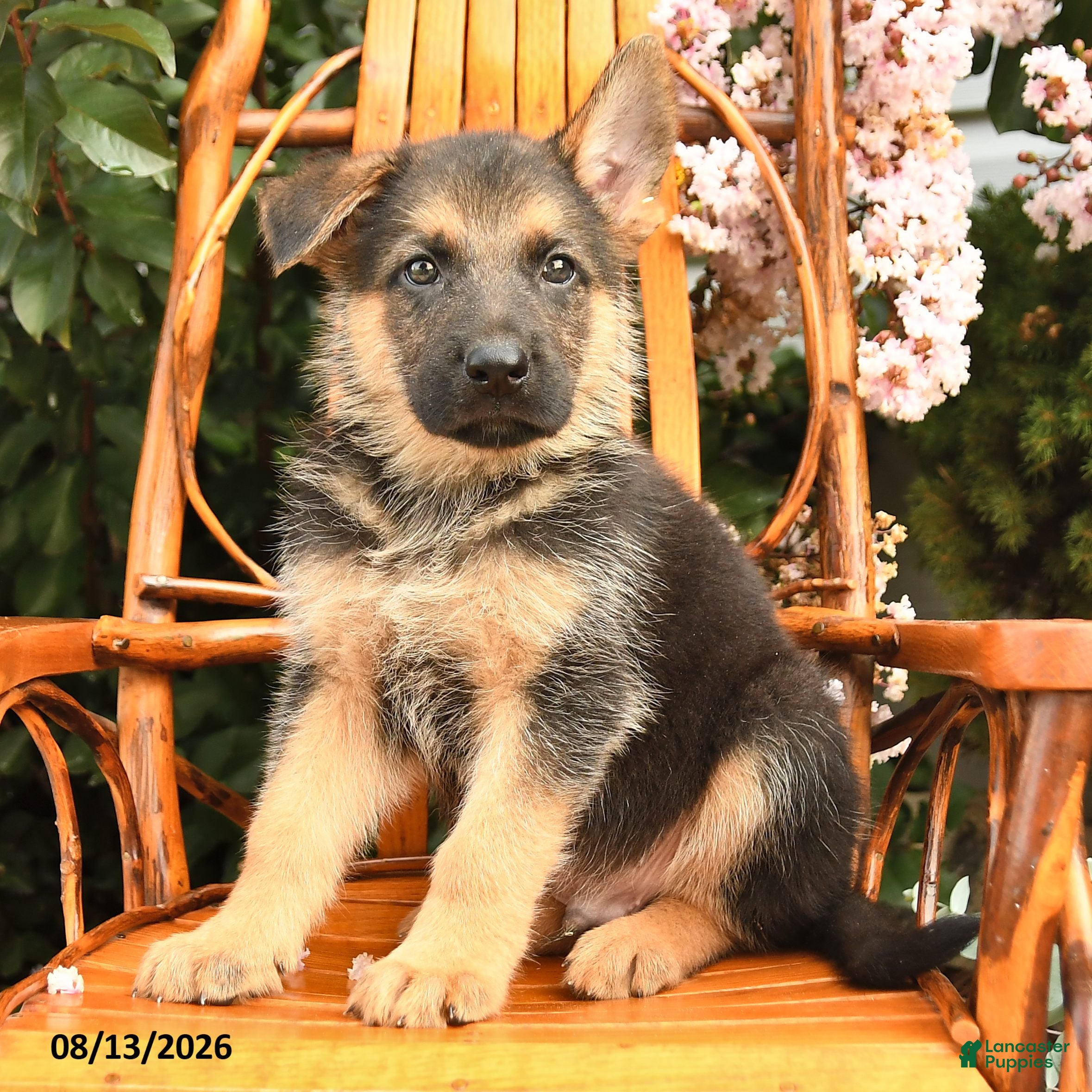 German Shepherd dogs Hunter - Ad 2