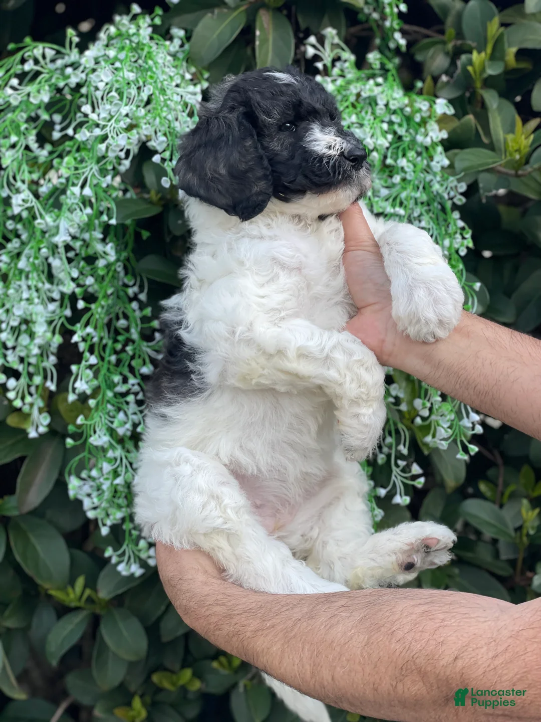 Goldendoodle dogs for sale: Mandy - Ad 5