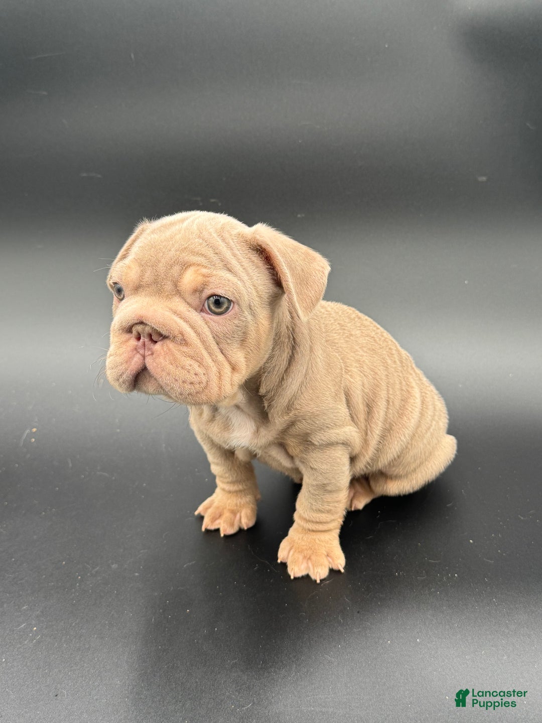French Bulldog dogs for sale: French Bulldog Puppy 2 - Ad 6