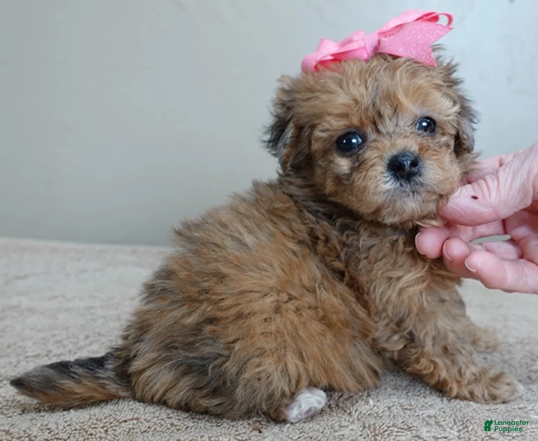 Maltipoo dogs for sale: Miracle chocolate merle PET ONLY - Ad 7
