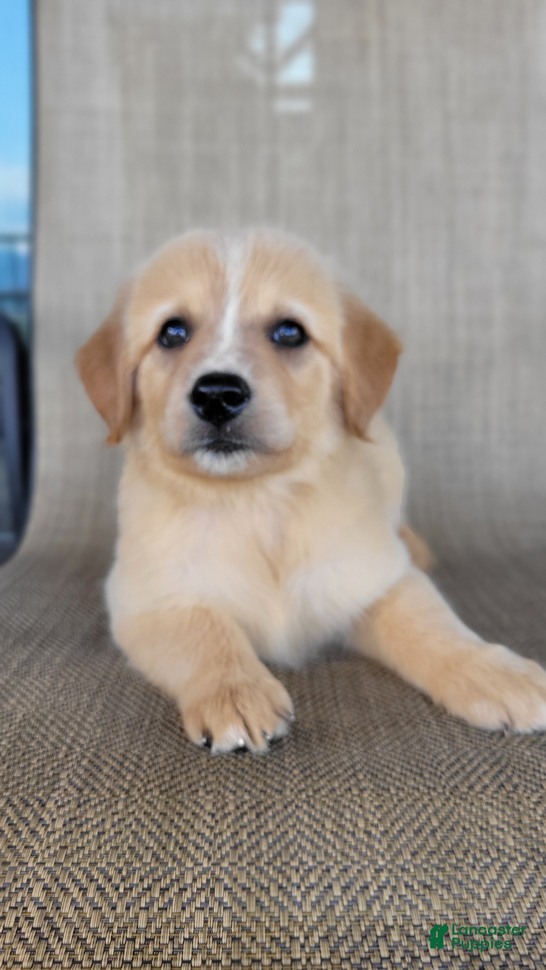 Australian Shepherd dogs Candy - Ad 2