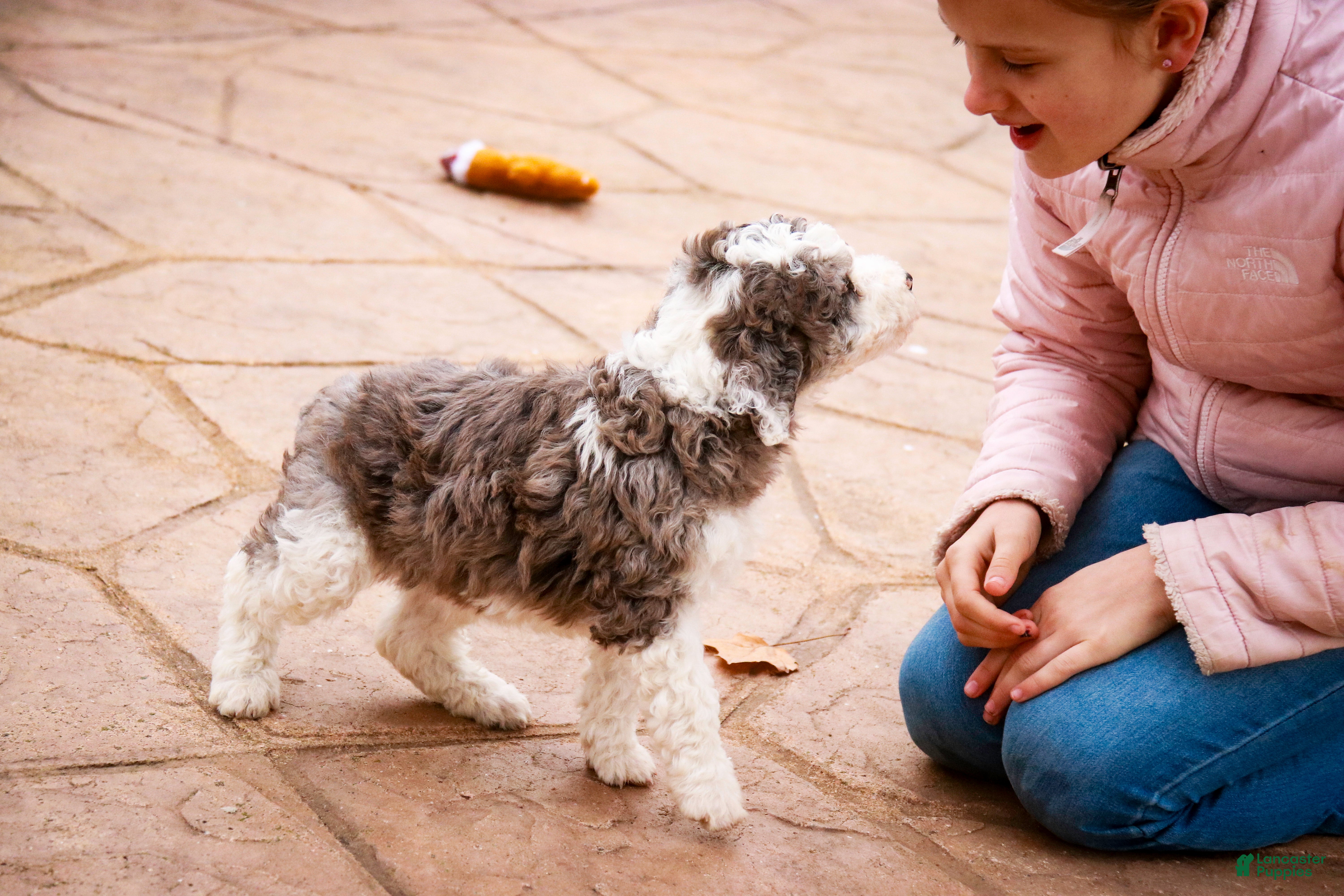 Mixed Breed dogs Ollie - Ad 20