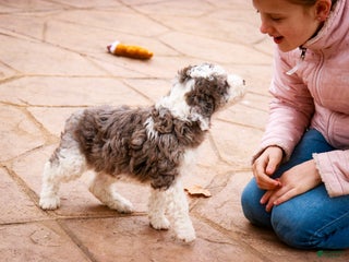 Mixed Breed dogs Ollie - Ad 30