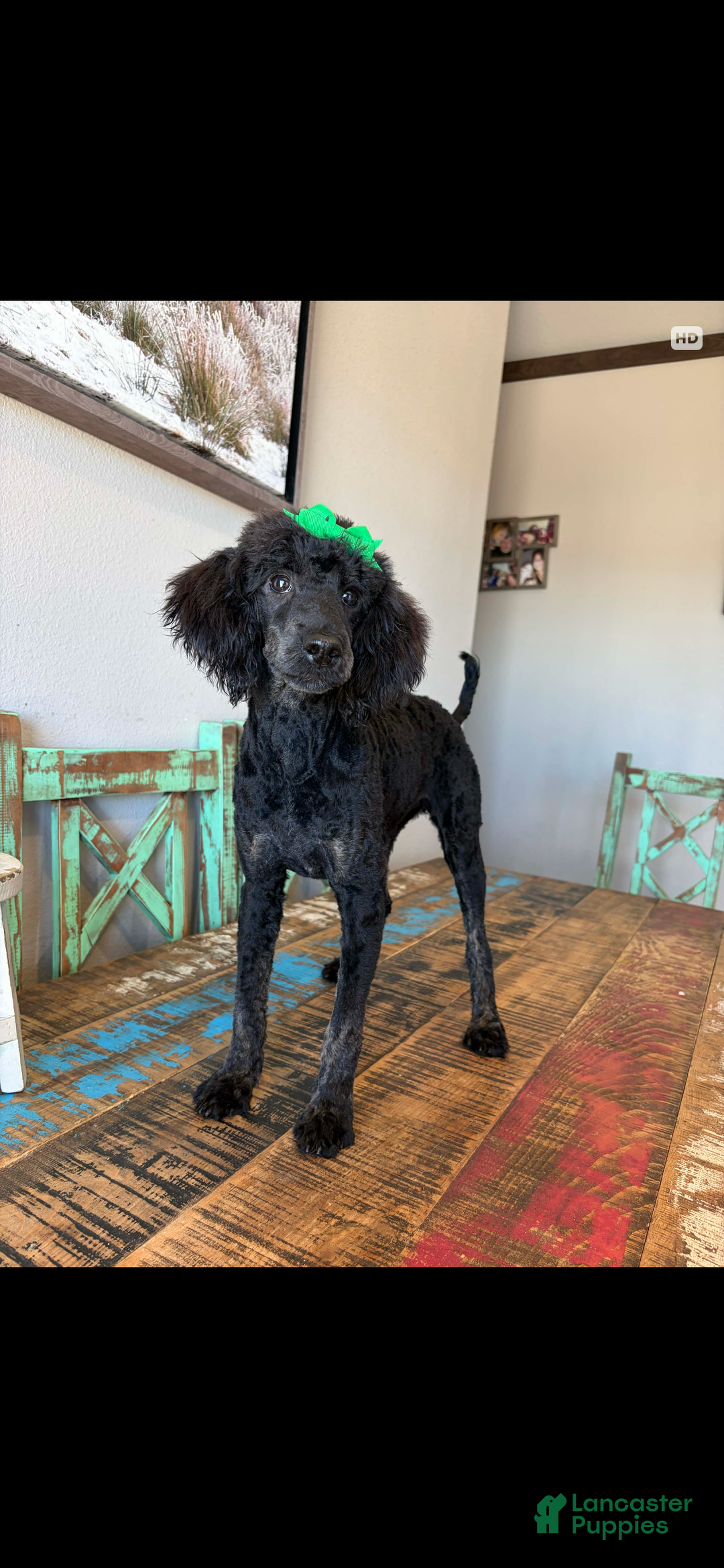Miniature Poodle dogs for sale: Akc Clear Black Phantom Ellie - Ad 13