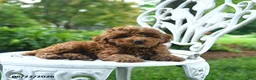 Miniature Poodle dogs for sale: Cassie   - Ad 2