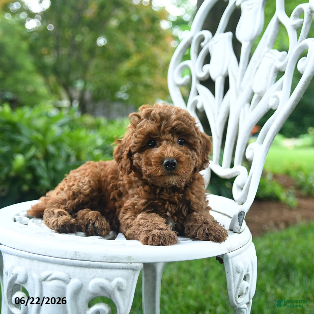 Miniature Poodle dogs for sale: Cassie   - Ad 2
