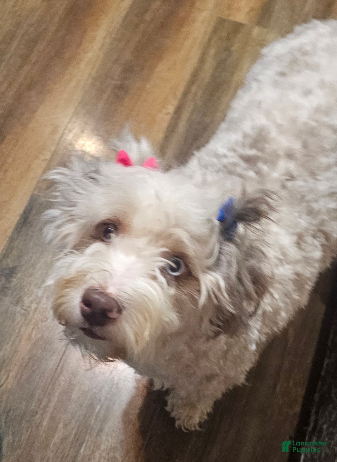 Mixed Breed dogs for sale: Mixed Breed Puppy 4 - Ad 3