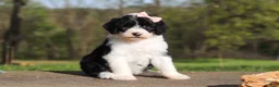 Sheepadoodle dogs for sale: Lila - Ad 5