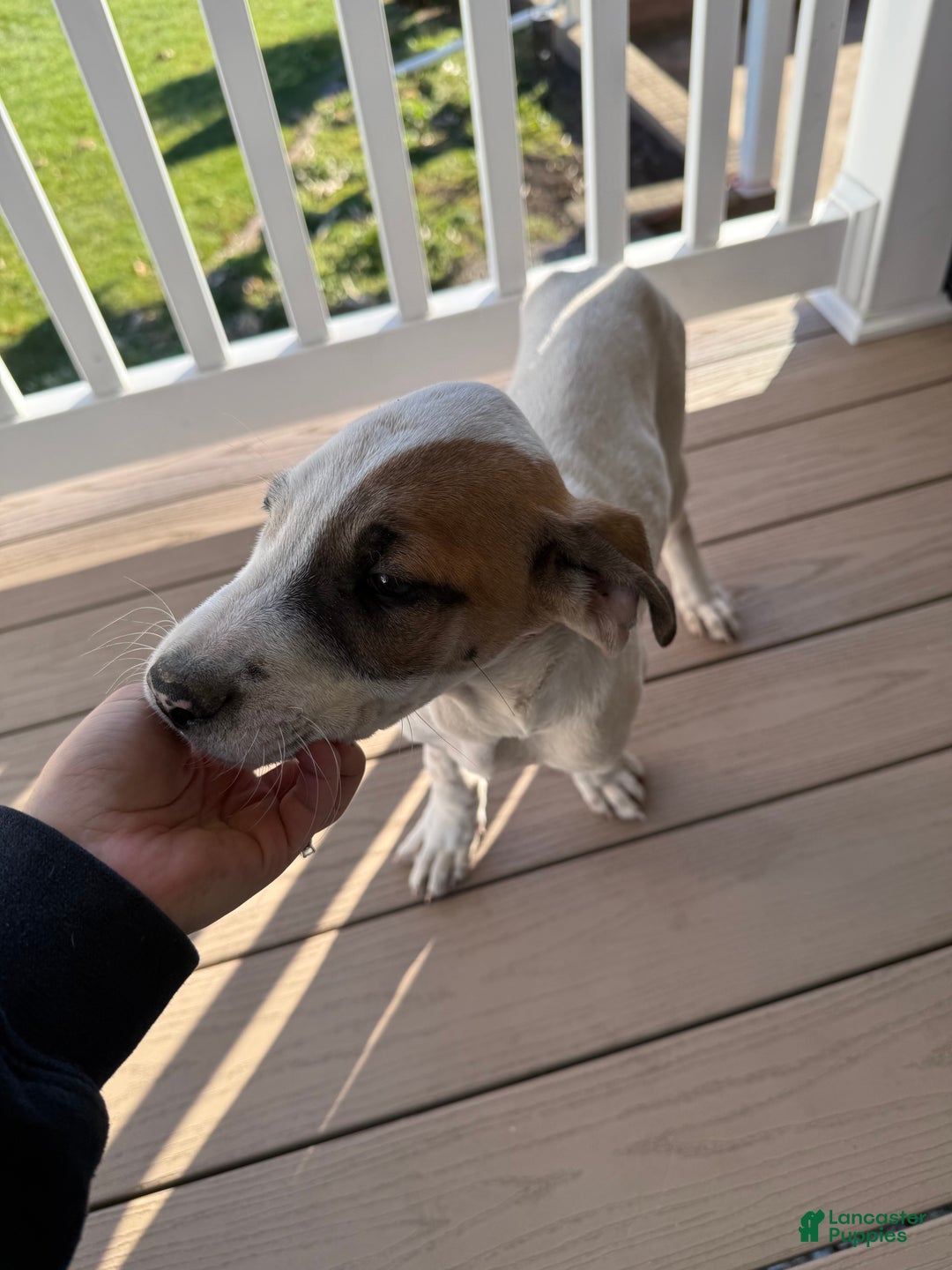 Mixed Breed dogs for sale: Lynx - Ad 2