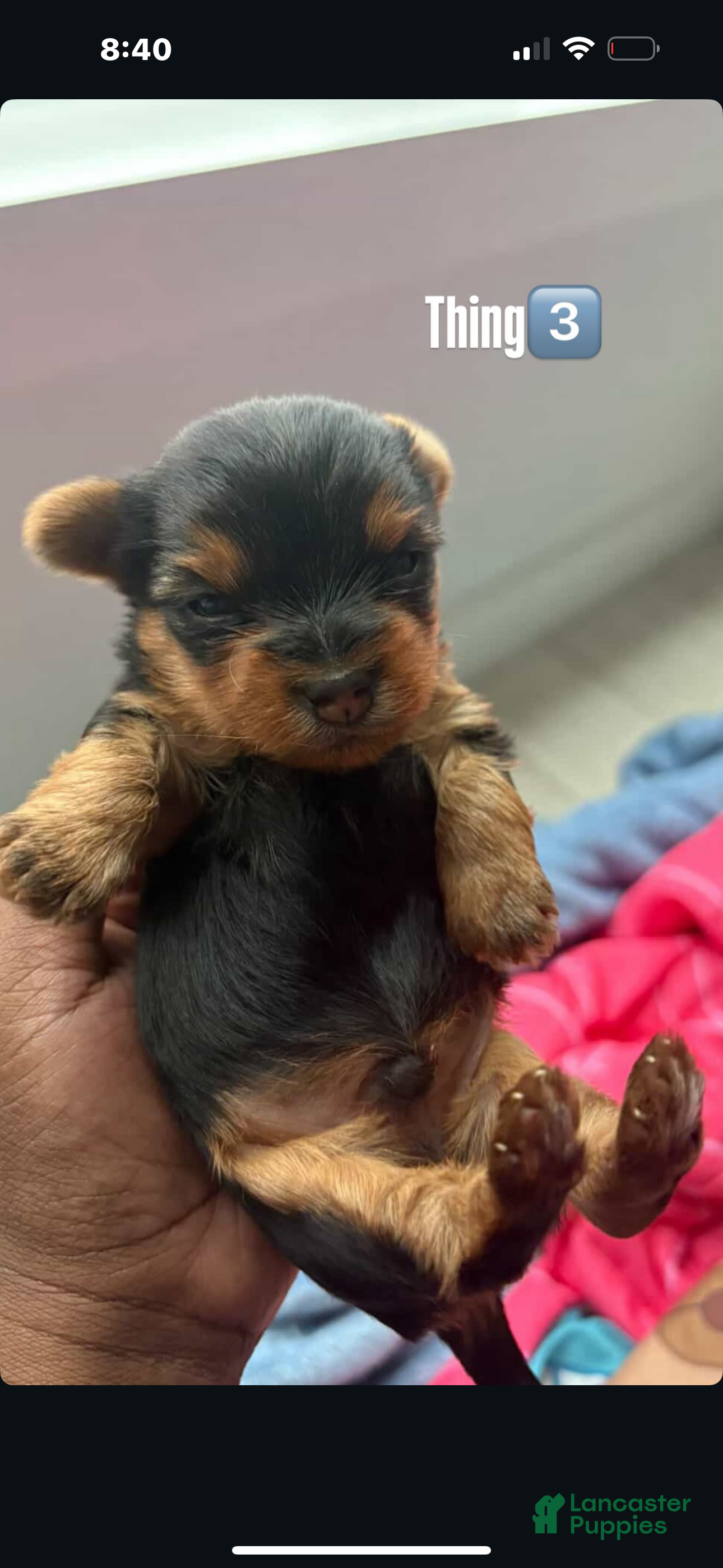 Yorkshire Terrier dogs Yorkshire Terrier Puppy 3 - Ad 2